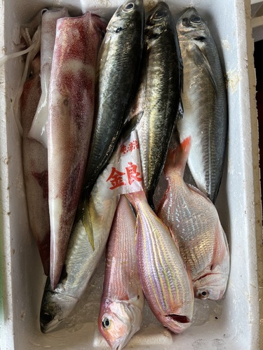 鮮魚BOX約4.1kg(沿岸)
