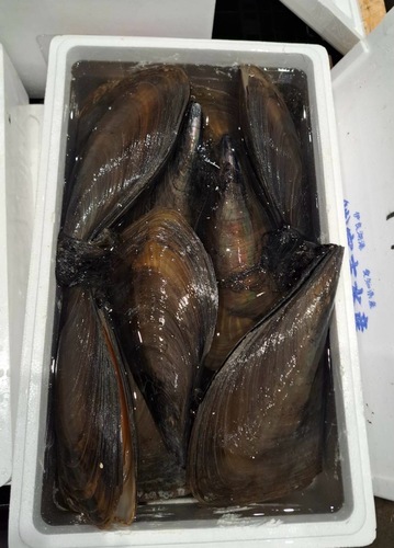 タイラギ8入約5kg(沿岸)