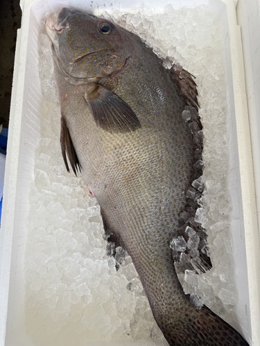 活〆コロダイ3入約8.3kg(定置)