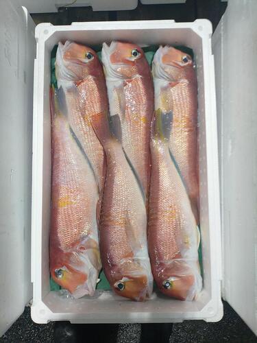 アカアマダイ(釣)