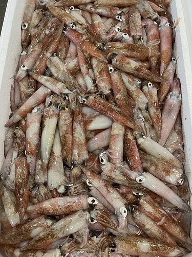 ヤリイカバラ約5.5kg(底曳)