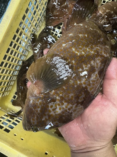 神経〆キジハタ(アコウ)8入約5.5kg(釣)