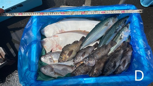 鮮魚BOX(沿岸)