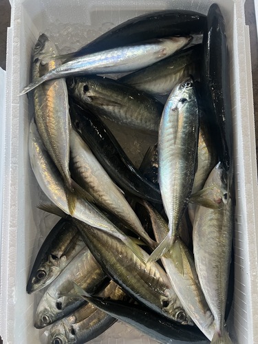 青アジ200gup約5.3kg(巻網)