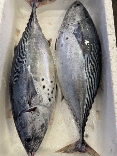 活〆スマ2入約6.5kg(定置)