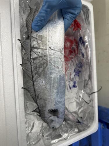 タチウオ約500-800g/2-2.5k位3入約2.5kg(沿岸)