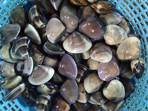 ハマグリ約40〜60gサイズ約4kg(沿岸)