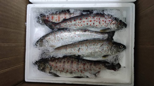 養殖アマゴ約200g 2/3入約0.2kg