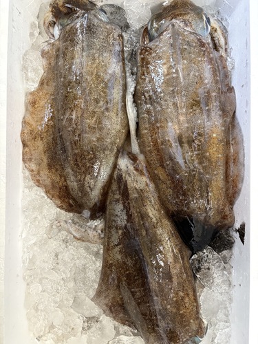 アオリイカ3入約3.8kg(定置)
