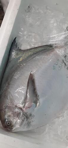 活〆マナガツオ1入約2.1kg(底曳)