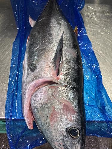 メジマグロ1入約6.3kg(巻網)