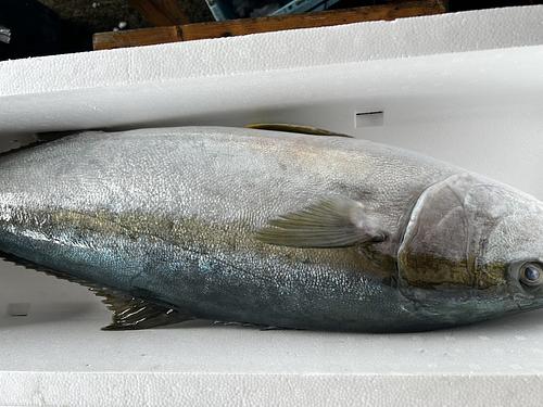 ヒラマサ1入約9.5kg(定置)