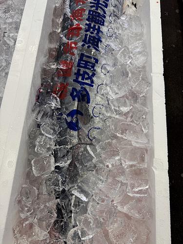 活〆カマスサワラ(定置)