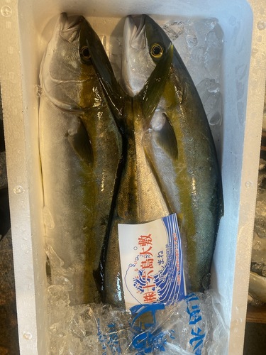 活〆ヒラマサ3入約7.3kg(定置)