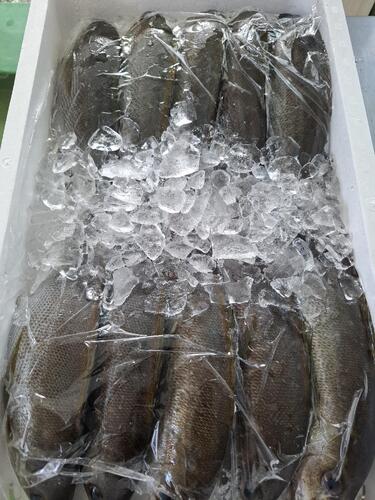 イサキ10入約5.8kg(底曳)