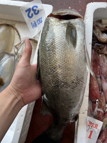 鮮魚BOX約5.9kg(定置)