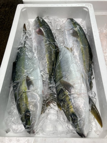 活〆ツバス4入約5kg