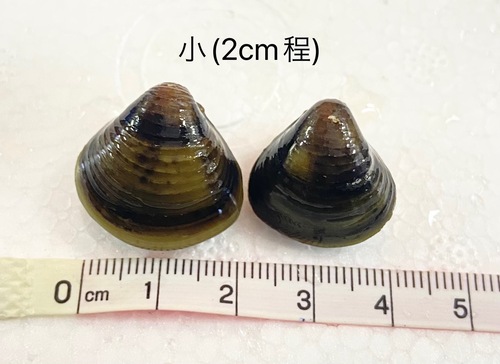 活セタシジミ小サイズ約5kg(沿岸)