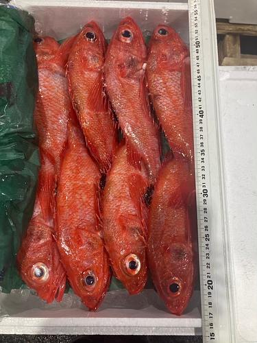 キチジ(沿岸)