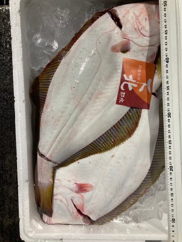 活〆ヒラメ2入約2kg(沿岸)
