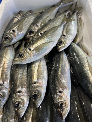 マアジ30入約4.1kg(巻網)