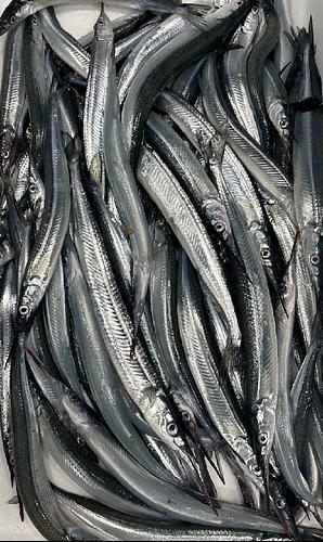 サヨリ40gほど約4kg