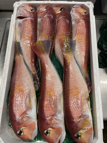 アマダイ(釣)