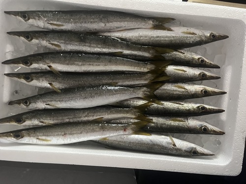 カマス13-14入約3kg(定置)