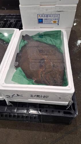 サメガレイ1/3入2/3k約2kg