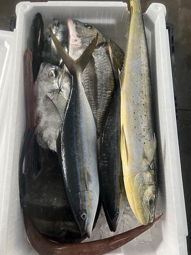 鮮魚BOX約6kg(定置)