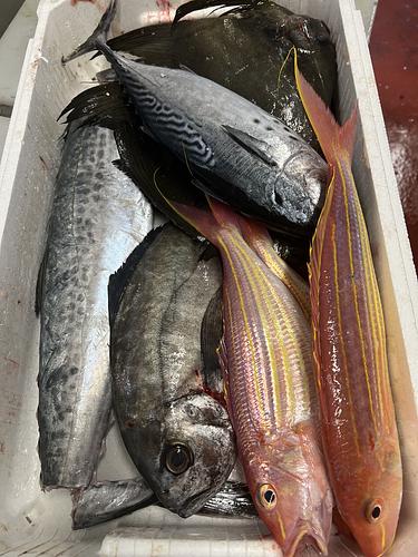 鮮魚BOX約6.7kg(定置)