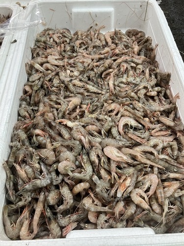 ヨリエビ約5kg