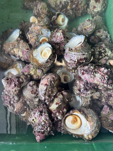 サザエ約80入約7kg(沿岸)