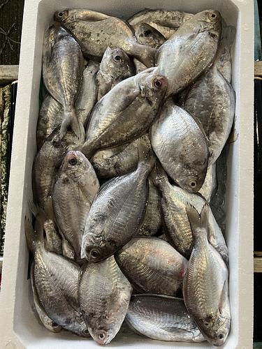イボダイ130g前後約4kg(底曳)