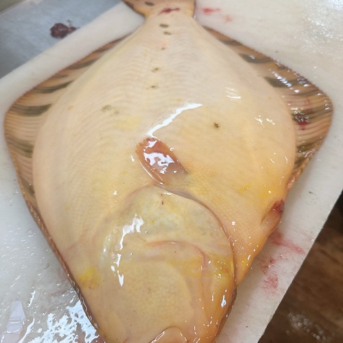 活〆マツカワガレイ1入約2.6kg(底曳)