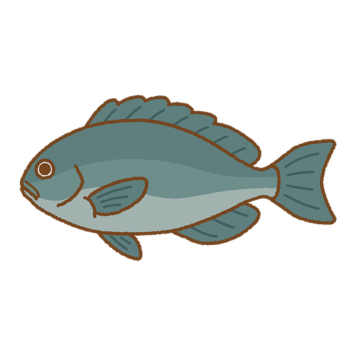 メジナ5.6入　6入約3kg(定置)