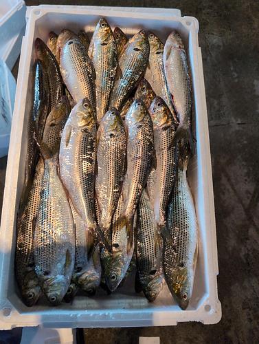 コノシロ(コハダ)30〜38入35入約7kg(定置)