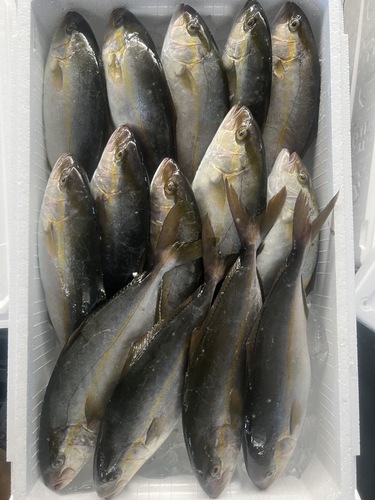 アカビラ14入約5.6kg(定置)