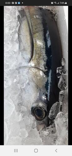 キメジマグロ15.0kg前後1入約15kg(釣)