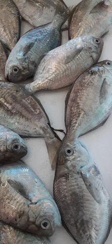 イボダイ27入約1.7kg(底曳)