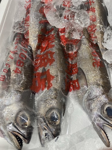 クロムツ6入約3.3kg(釣)