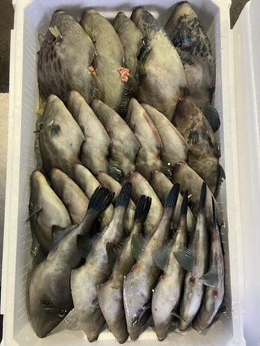 鮮魚BOX約5.3kg(定置)