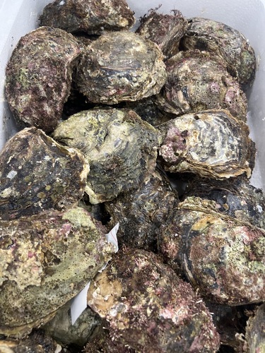 岩ガキ(加熱用)30入約13.5kg