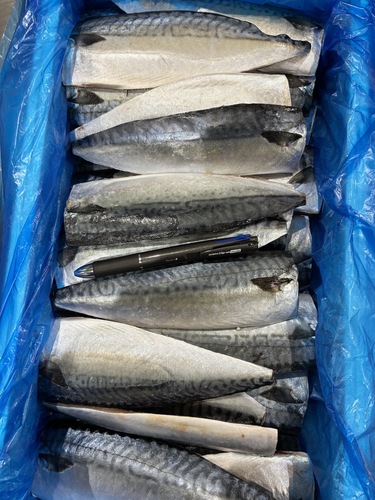 冷凍さばフィーレ約10kg(沿岸)