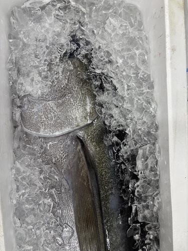 メバチマグロ1入約23kg(沿岸)