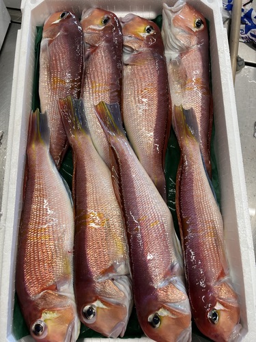 アマダイ8入約4.7kg(釣)
