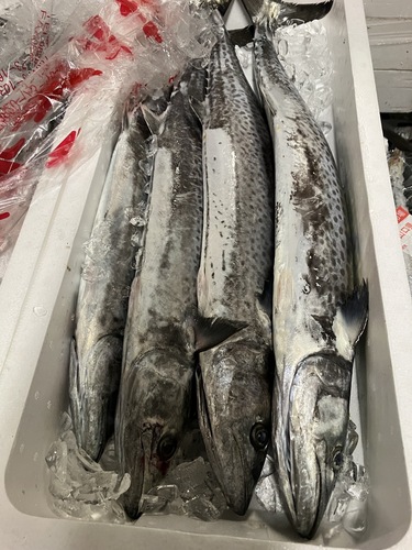 活〆サワラ(釣)