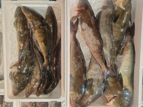 ホッケ15入約6kg(カゴ)