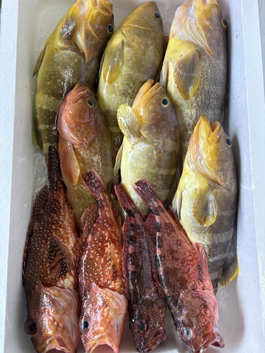 鮮魚BOX約4.7kg(沿岸)