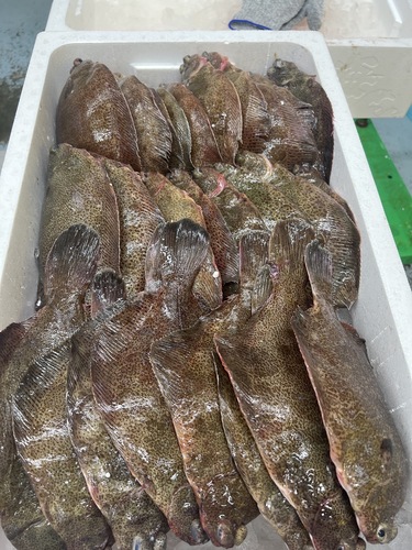本メイタガレイ27入約8.6kg(底曳)